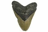 Fossil Megalodon Tooth - North Carolina #338601-1